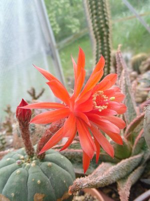Matucana madisoniorum