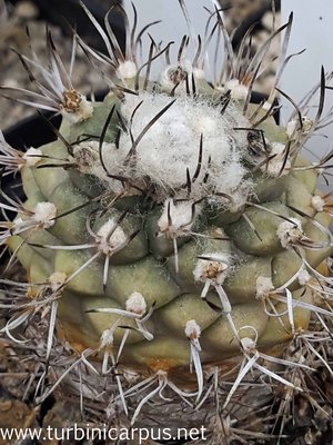 20160524_160228.jpg (492.31 KiB) 18134 mal betrachtet Turbinicarpus spec. Rio III<br />sensu Fritz