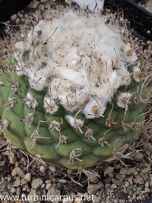 20160524_160447.jpg (499.4 KiB) 18134 mal betrachtet Turbinicarpus spec. Rio Verde 3<br />Kakteencentrum Oberhausen