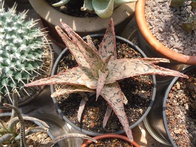 Aloe-Hybride Pink Blush (Kelly Griffin)