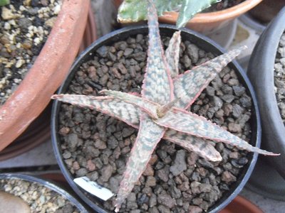 Aloe-Hybride Goby (Larry Weisel)