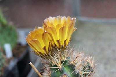 Austrocactus coxii