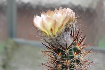 Austrocactus bertinii