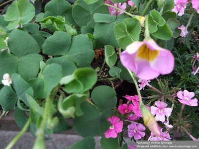 Oxalis depressa 1_klein.jpg