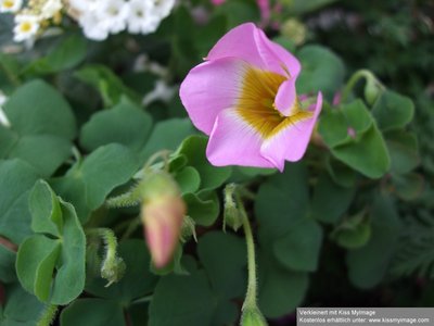 Oxalis depressa 2_klein.jpg