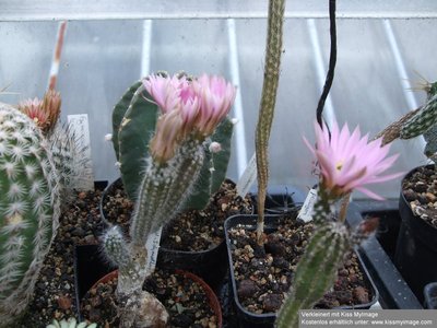 Echinocereus schmollii 2_klein.jpg