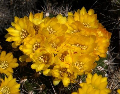0000-1174-2016-05-0.jpg (156.38 KiB) 18645 mal betrachtet Weingartia spec. HS102