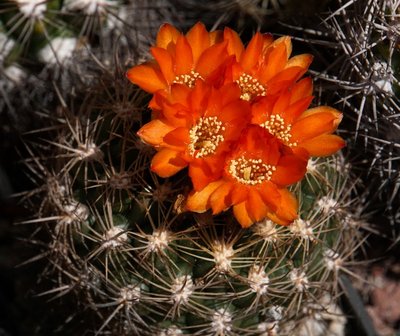 4040-2115-2016-05-0.jpg (176.24 KiB) 17539 mal betrachtet Weingartia neumanniana autantiaca