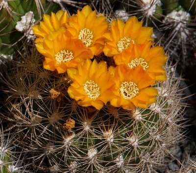 4041-1543-2016-05-0.jpg (213.96 KiB) 17539 mal betrachtet Weingartia multispina