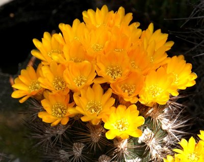 4134-1545-2016-05-0.jpg (141.82 KiB) 17539 mal betrachtet Weingartia erinacea