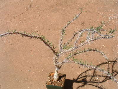 DSCF0018.JPG