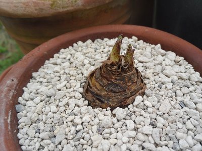 Eucomis vandermerwei 2016-4.JPG (206.56 KiB) 15503 mal betrachtet Eucomis vandermervei Austrieb