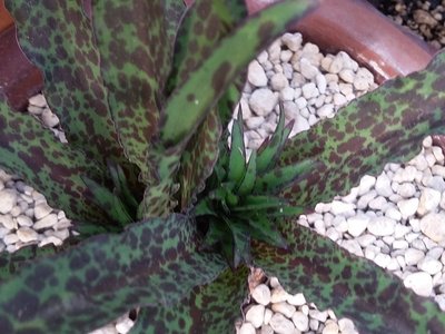 Eucomis vandermerwei 2016-5.jpg (194.77 KiB) 15503 mal betrachtet Eucomis vandermervei Blütenansätze