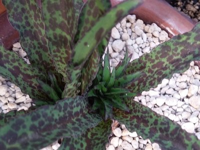 Eucomis vandermervei Blütenansätze