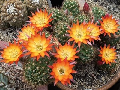 Echinopsis schieliana 2016-1.jpg (289.27 KiB) 11626 mal betrachtet Echinopsis schieliana
