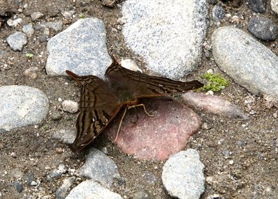 Schmetterling