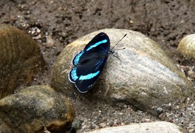 Diaethria clymena peruviana