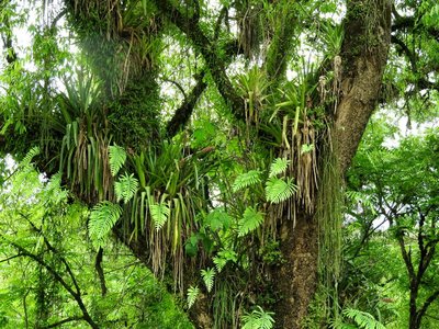 Rhipsalis floccosa tucumanensis RB3126 - Rio Sosa, Tucuman 710m
