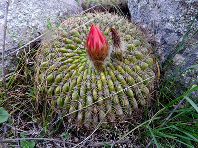 Lobivia formosa bruchii RB3127 - Tafi del Valle, Ovejeria, Tucuman 2170m