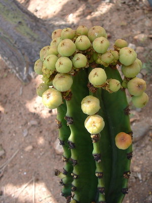 DSCF0011.JPG