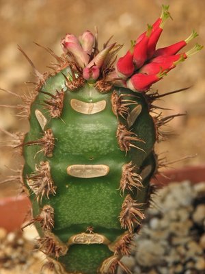 Euphorbia neohumbertii.jpeg