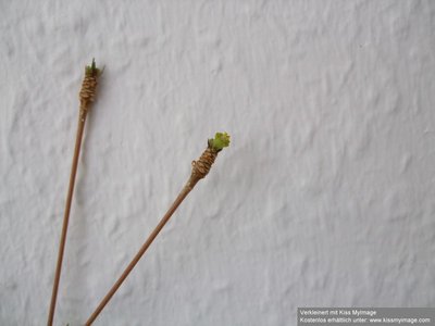 Euphotbia hedyotoides Blüte, männlich_klein.jpg