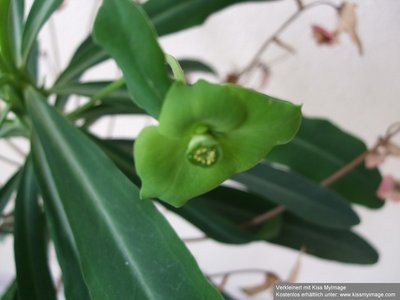 Euphorbia bubalina Blüte_klein.jpg
