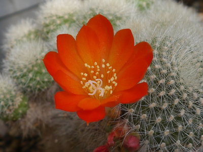Rebutia_wessneriana.jpg (475.19 KiB) 8488 mal betrachtet R. wessneriana ??