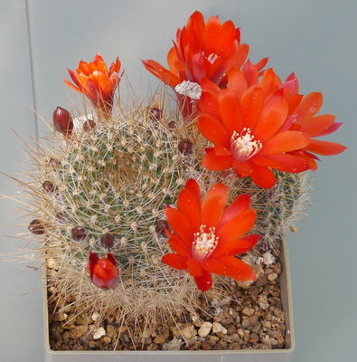 Rebutia_fiebrigii_albipilosa.jpg (653.15 KiB) 8488 mal betrachtet R. albipilosa ??