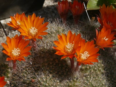 Rebutia_krainziana.jpg (986.17 KiB) 8488 mal betrachtet R. krainziana ??