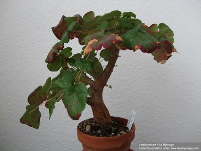 Pelargonium cotyledonis_klein.jpg