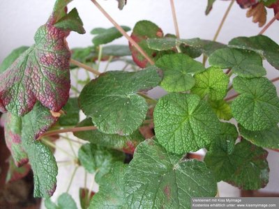 Pelargonium cotyledonis, Laub_klein.jpg