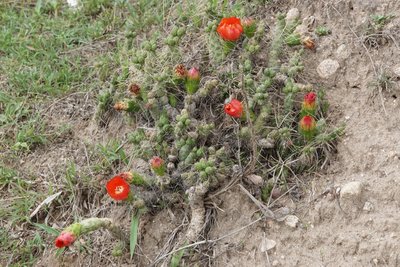Austrocylindropuntia verschaffeltii RB3130 - westl. El Mollar, Tucuman 1960m