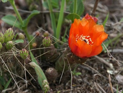 Austrocylindropuntia verschaffeltii RB3130 - westl. El Mollar, Tucuman 1960m
