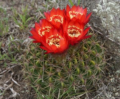 Lobivia formosa bruchii RB3129 - westl. El Mollar, Tucuman 1900m