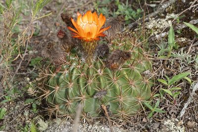Lobivia formosa bruchii RB3129 - westl. El Mollar, Tucuman 1900m