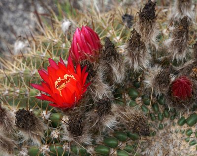 Lobivia formosa bruchii RB3129 - westl. El Mollar, Tucuman 1900m