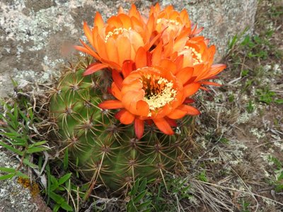 Lobivia formosa bruchii RB3129 - westl. El Mollar, Tucuman 1900m