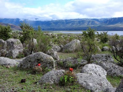 Viehweide - westl. El Mollar, Tucuman 1900m