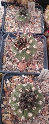 MN172 DSC_5037.JPG (118.92 KiB) 11527 mal betrachtet MN 172