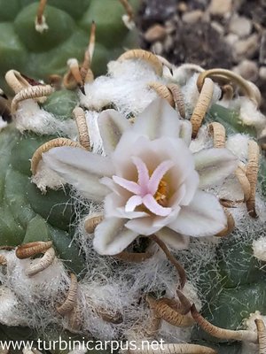 Turbinicarpus schmiedickeanus ssp. macrochele <br />var. polaskii<br />La Perregrina S.L.P.