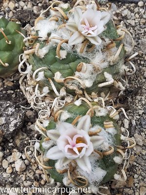 20160527_164051.jpg (654.25 KiB) 10342 mal betrachtet Turbinicarpus schmiedickeanus ssp. macrochele <br />var. polaskii<br />La Perregrina S.L.P.