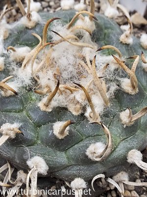 Turbinicarpus schmiedickeanus ssp. macrochele <br />var. polaskii<br />La Bonita S.L.P.