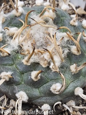 20160527_164154.jpg (579.14 KiB) 10342 mal betrachtet Turbinicarpus schmiedickeanus ssp. macrochele <br />var. polaskii<br />La Bonita S.L.P.