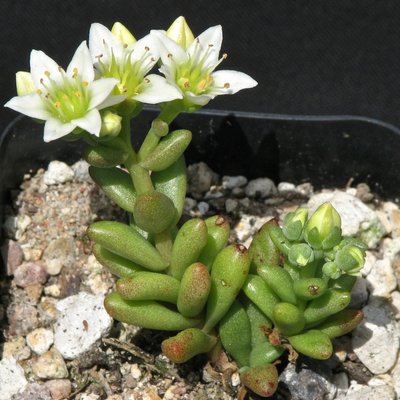 Dudleya nesiotica.jpeg