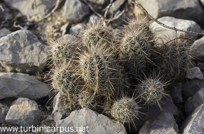Mexico 96_00_284.jpg (946.35 KiB) 15009 mal betrachtet Neolloydia ceratites<br />La Menchaca COAH.