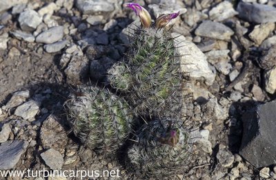 Mexico 94_F30_17.jpg (1004.67 KiB) 15007 mal betrachtet Neolloydia conoidea<br />Tula TAM.