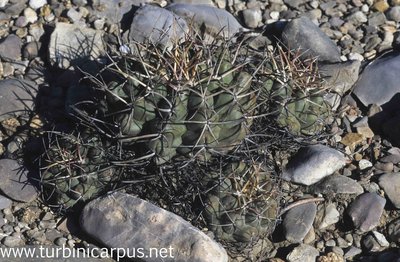Mexico 94_F33_06.jpg (941.99 KiB) 157452 mal betrachtet Thelocactus hexaedrophorus ssp. hexaedrophorus<br />Las Tablas S.L.P.