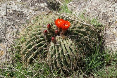 Lobivia formosa bruchii RB3131 - RP307,  Abra El Infiernillo, nördl. Tafi del Valle, Tucuman 2710m