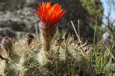 Lobivia formosa bruchii RB3131 - RP307,  Abra El Infiernillo, nördl. Tafi del Valle, Tucuman 2710m